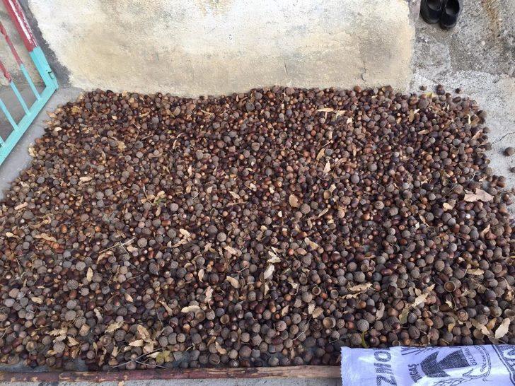 Köylerini ağaçlandırmak için meşe palamudu dikimine başladılar G4