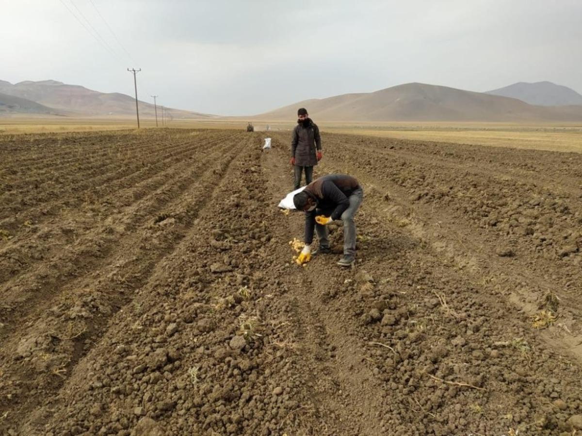 &Ccedil;aldıran Belediyesinin ektiği patatesin hasadına başlandı