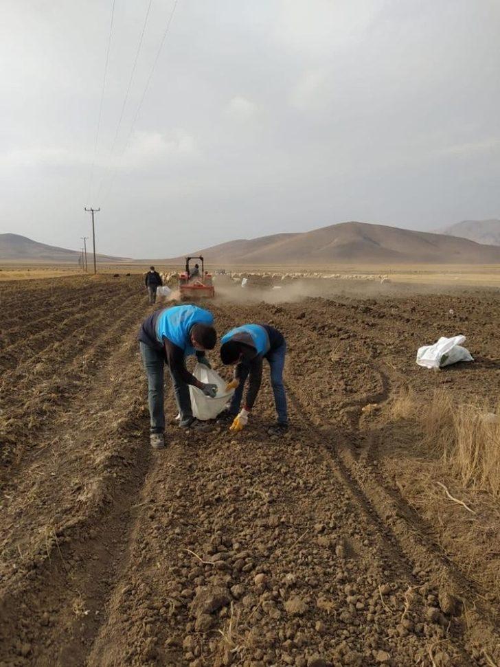 Çaldıran Belediyesinin ektiği patatesin hasadına başlandı G5