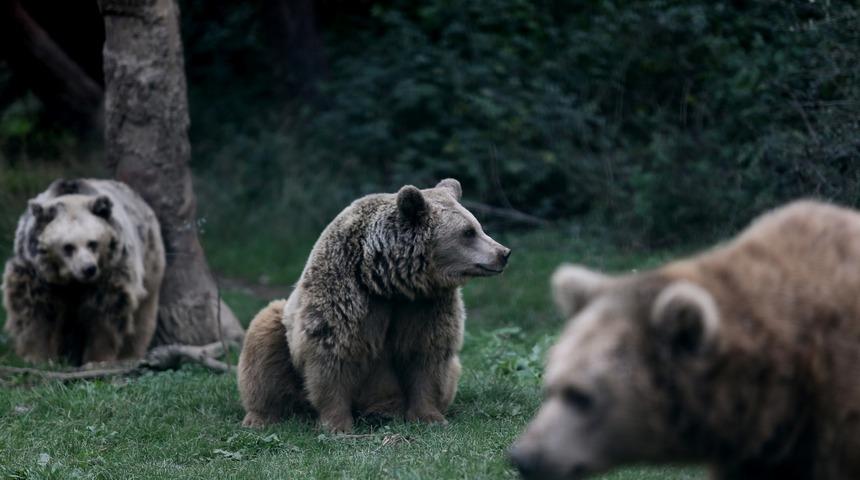 Bursa'daki ayılar kış uykusuna yatmıyor! Bakın nedeni neymiş