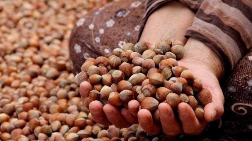 Giresun&rsquo;da fındık fiyatları 24 liraya d&uuml;şt&uuml;