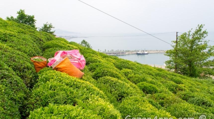 Gerçek Bir Doğa Harikası Rize ve Çevresi