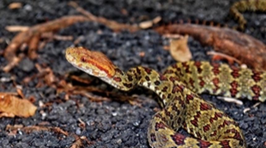 Doğu Himalayalar'da 211 Yeni T&uuml;r 