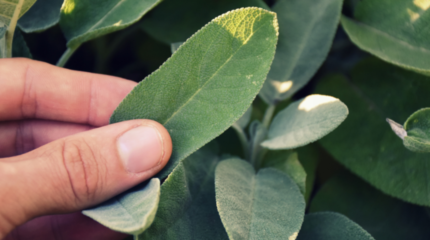 Prof. Dr. İbrahim Sara&ccedil;oğlu a&ccedil;ıkladı: Bunlarla gargara yapın y&uuml;zbinlerce kişinin hayatı kurtulur