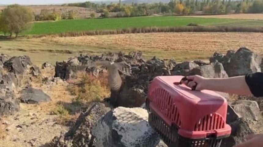 Yaralı atmaca doğaya salındı