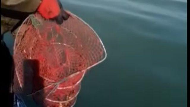 Eğirdir Gölü’nde 400 kerevit pinterine el konuldu