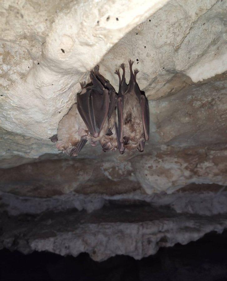 Doğanın gizemine açılan kapıda inceleme G4