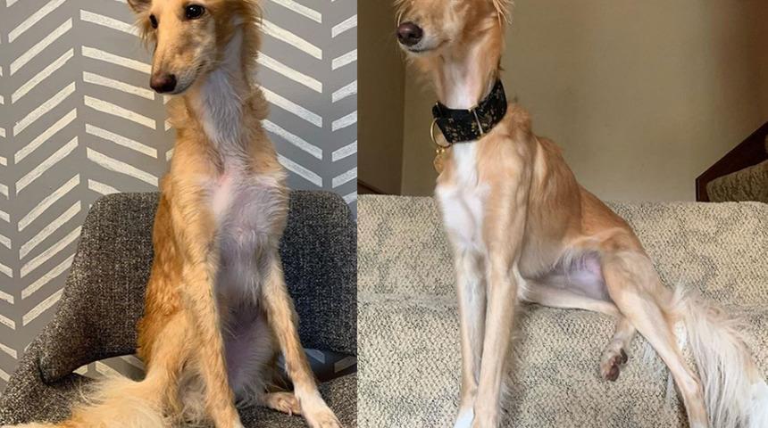 Z&uuml;rafaya benziyor, 17 bin kişi boyu i&ccedil;in takip ediyor! 