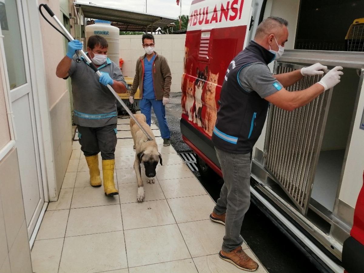 Oyuncu Hasan Ka&ccedil;an&rsquo;ın bulduğu hasta k&ouml;pek tedavi edildi