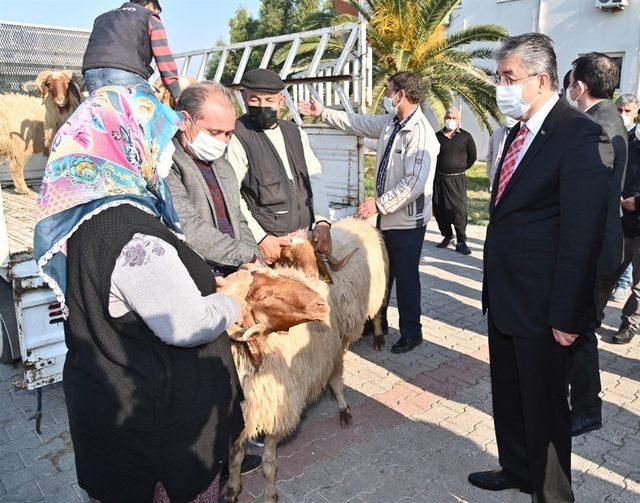 Osmaniye’de yetiştiricilere koç dağıtıldı.