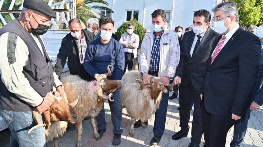 Osmaniye&rsquo;de yetiştiricilere ko&ccedil; dağıtıldı.