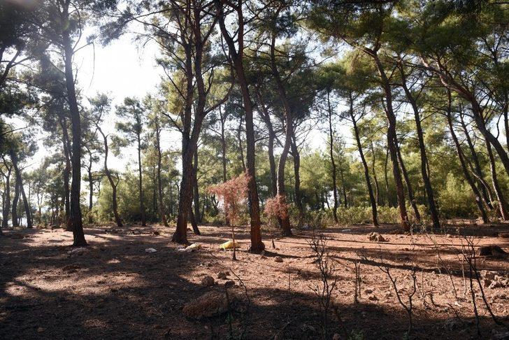 Tütüncü’den gençlere kamp alanı müjdesi G2