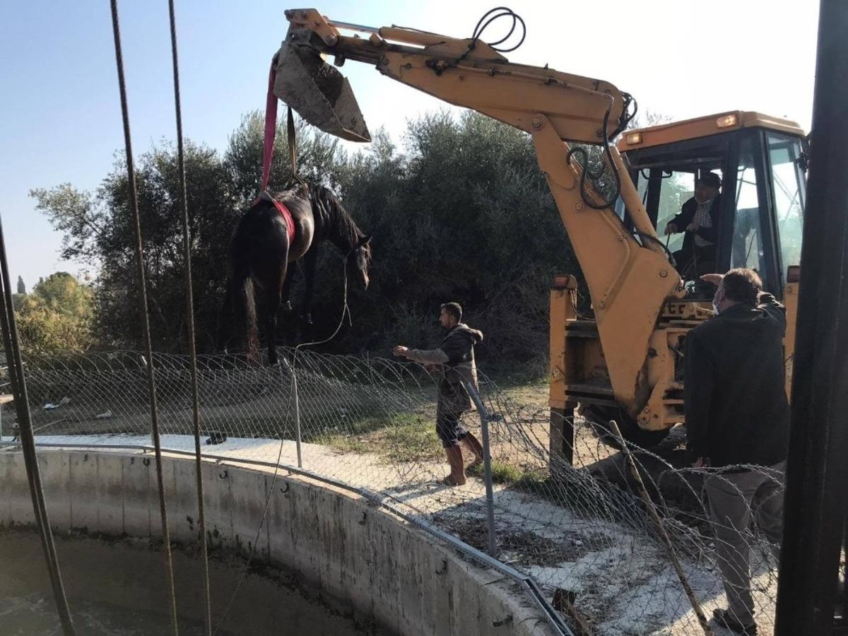 Sulama kanalına d&uuml;şen atı itfaiye ekipleri kurtardı