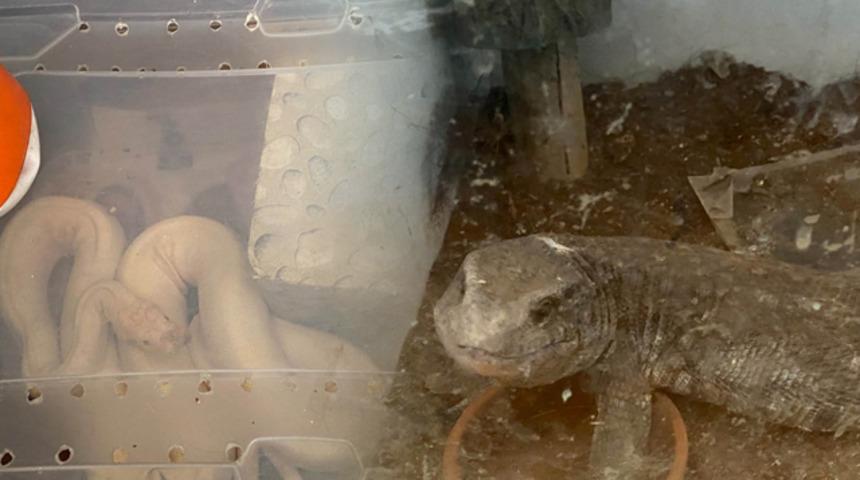 İstanbul'da operasyon! 12 s&uuml;r&uuml;ngen hayvan ele ge&ccedil;irildi