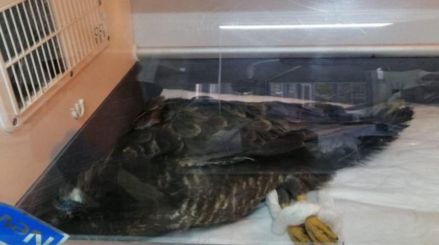 Yaralı halde bulunan şahinin kafasından sa&ccedil;ma &ccedil;ıktı