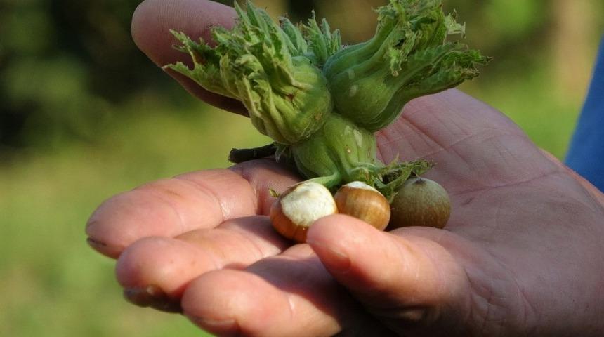 Ordu&rsquo;da fındık 23 liradan işlem g&ouml;r&uuml;yor