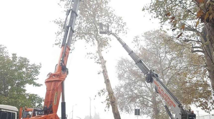 &Ccedil;uhane Caddesi&rsquo;nde risk teşkil eden &Ccedil;ınarlar kaldırılıyor