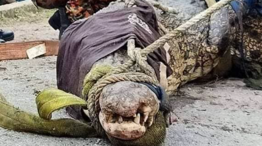 Dev timsah kanalizasyonda bulundu! Ağırlığı bir tona yakın 