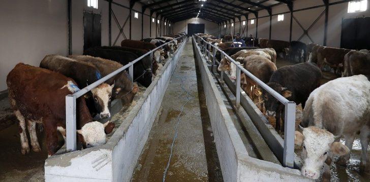 Başkan Sekmen: “Erzurum, hayvancılık ve tarımda da marka bir kent oldu” G3