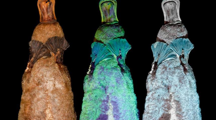 Ornitorenklerin siyah ışıkta parladığı keşfedildi