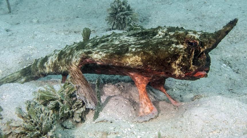 İnanılmaz: Suya daldı 'onunla' karşılaştı!