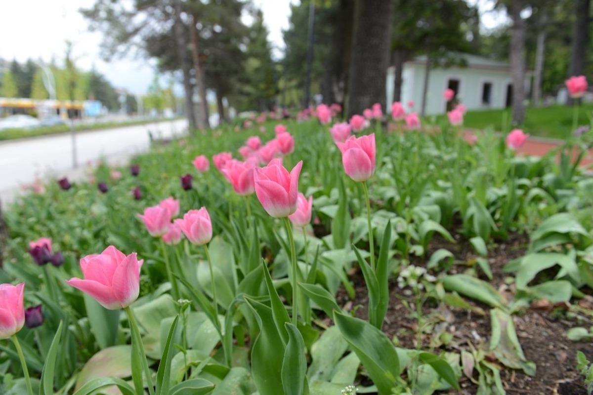 &Ccedil;orum&rsquo;da 160 bin lale ve s&uuml;mb&uuml;l toprakla buluşuyor
