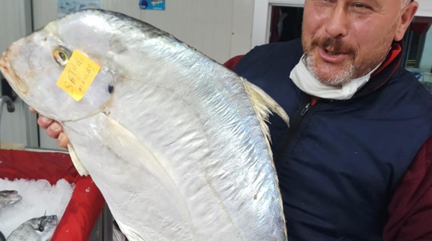 G&ouml;ren şaşkına d&ouml;n&uuml;yor! Sinop'ta 'İskender' balığı yakalandı