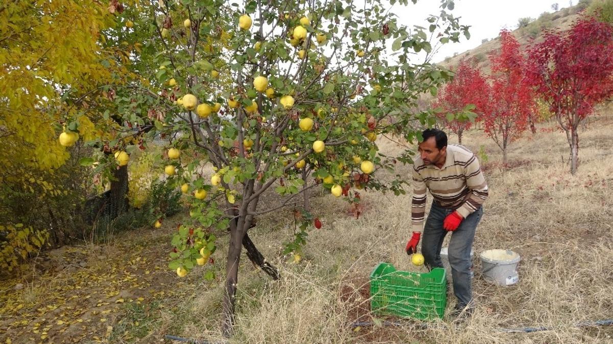 (&Ouml;zel) Asırlık bağlarda ayva hasadı