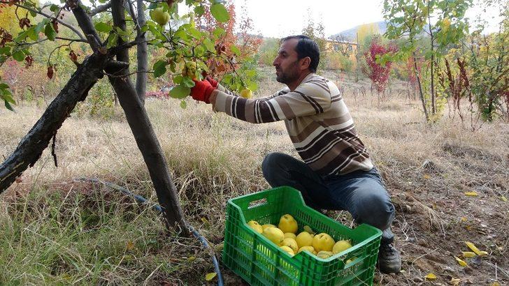(Özel) Asırlık bağlarda ayva hasadı G2