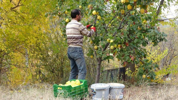 (Özel) Asırlık bağlarda ayva hasadı G4