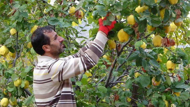 (Özel) Asırlık bağlarda ayva hasadı G5