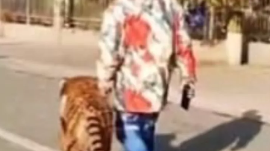 Yine şaşırtmadılar! Çin sokaklarında tasma takıp dolaştırdığı hayvan...