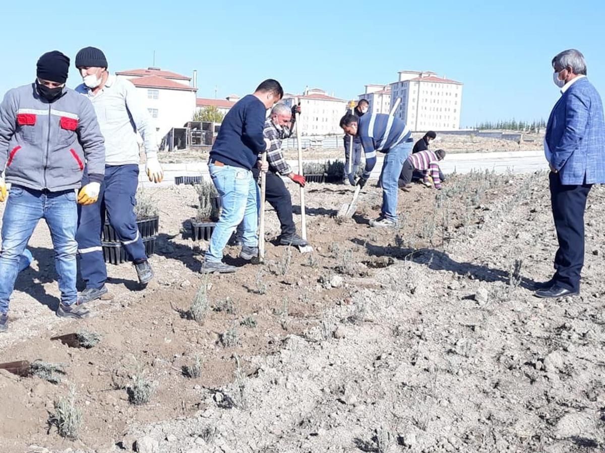 Altıntaş&rsquo;ta 4 bin adet lavanta dikildi