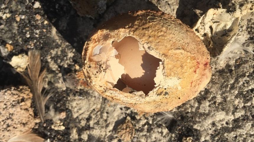 Milyonda bir görülüyor! 4 katmanlı yumurtadan yumurta çıktı