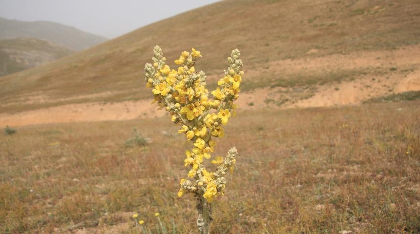 Sığırkuyruğu Yaprağındaki Mucize: Akciğer Temizleyen Doğal K&uuml;r Yapımı