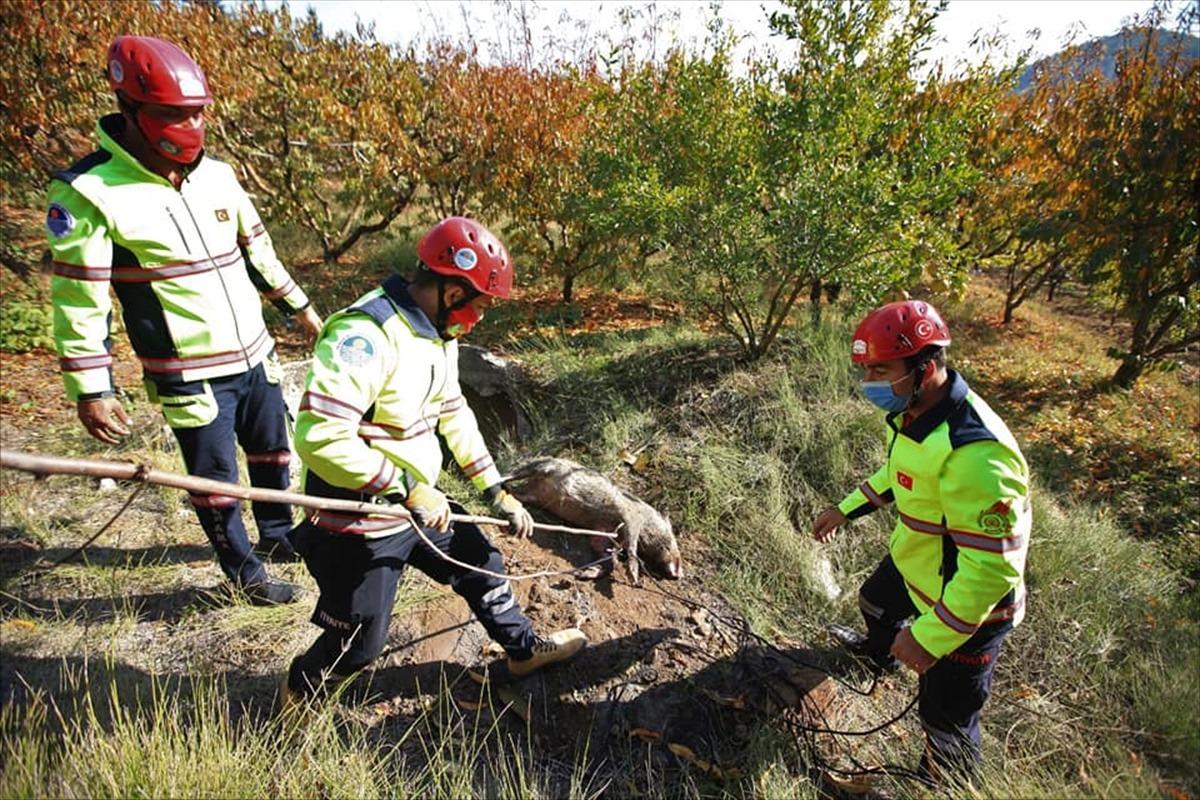 Mersin'de su kuyusuna d&uuml;şen domuz telef oldu