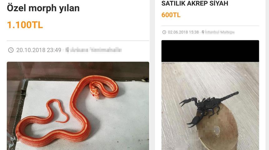 Akılalmaz hayvan ticareti! İnternetten yılan, baykuş, akrep satıyorlar
