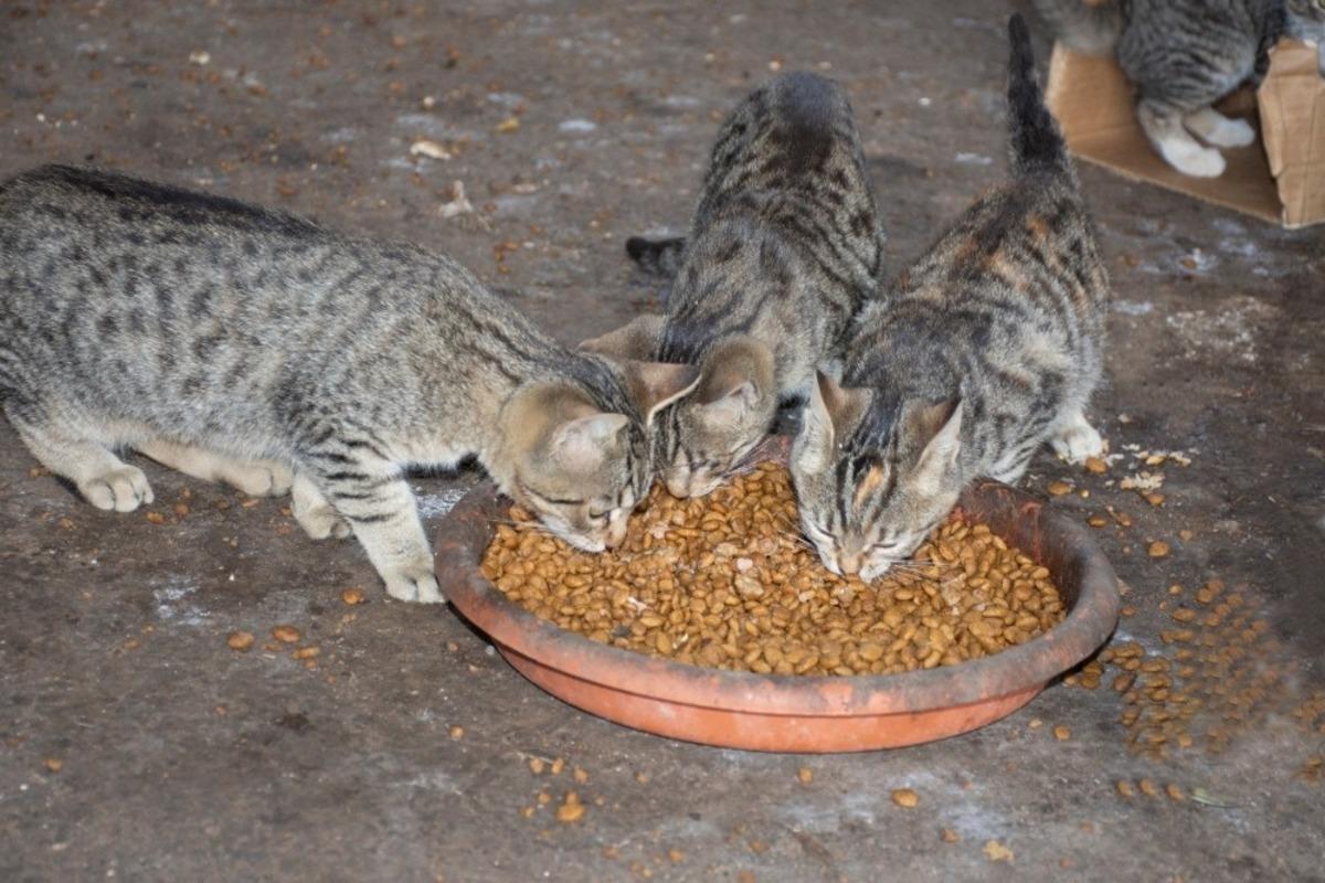 Erenler Belediyesi sokak hayvanlarını unutmadı