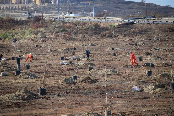 Hatay'da yanan ormanlık alanlara mabet ağacı dikildi G2