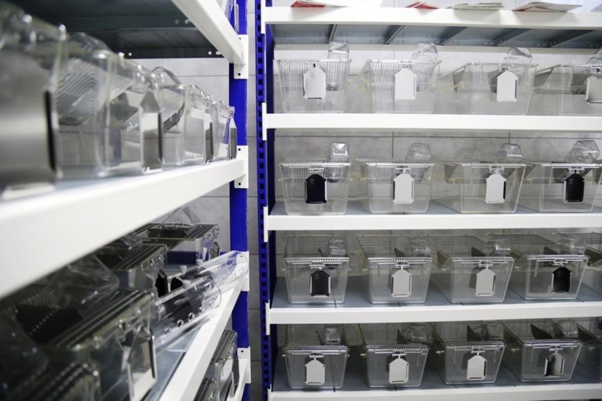 AS&Uuml;&rsquo;deki deney hayvanları merkezi araştırmacıların hizmetinde