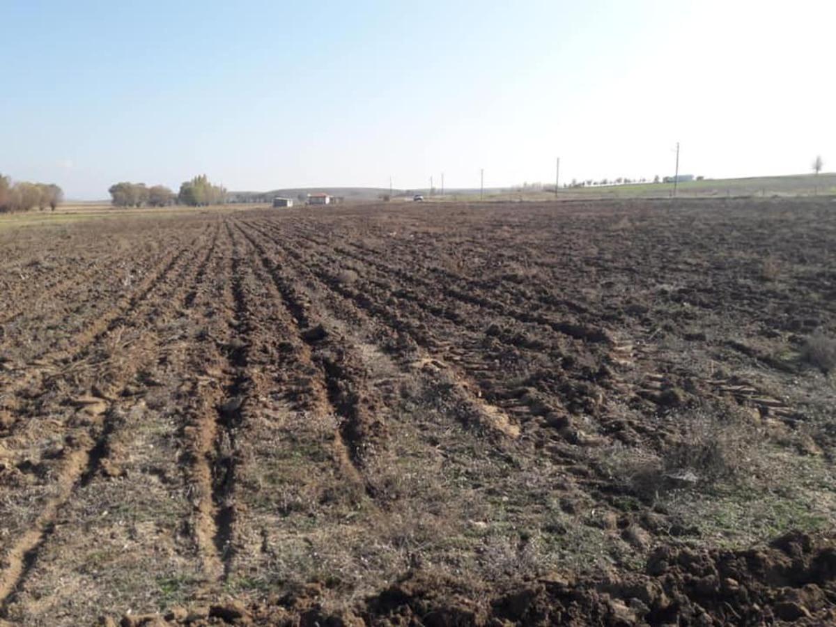 İhsaniye Belediyesi lavanta ekecek