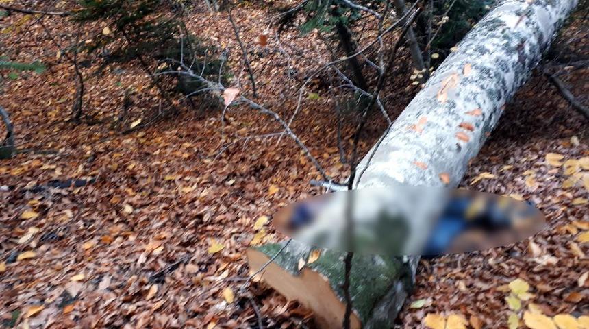 Bolu'da kestiği ağacın altında kalan orman işçisi hayatını kaybetti