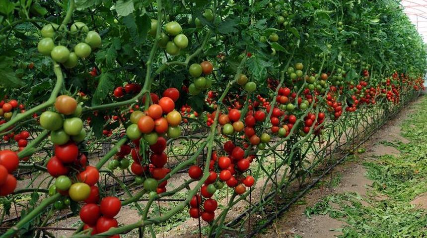 Bakanlık duyurdu! Çiftçiye 520 TL destek ödemesi yapılacak