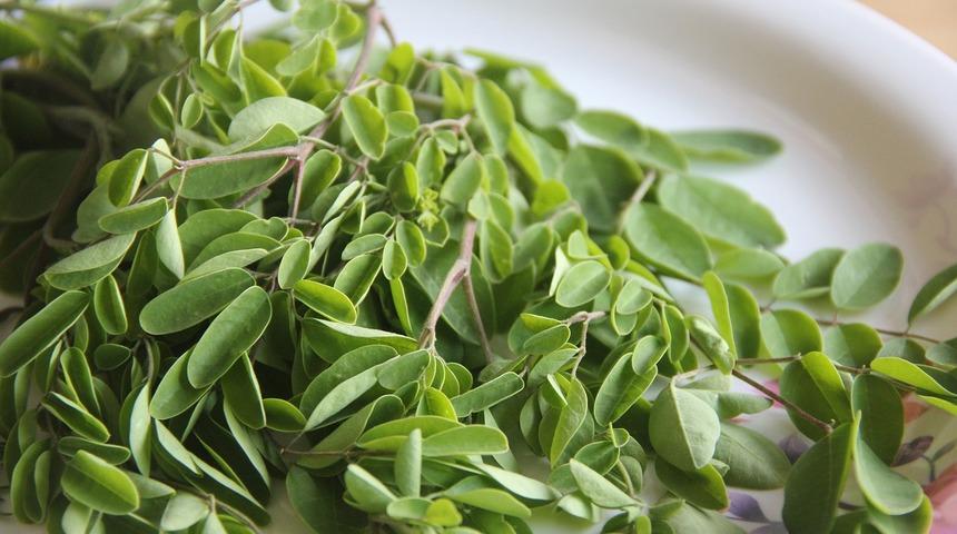 Moringa çayı nedir? Moringa çayının faydaları - Moringa çayının yararları
