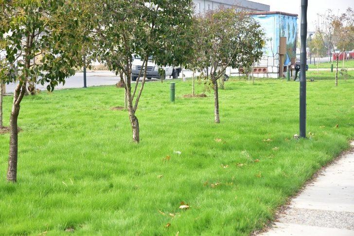 Yunusemre’de 35 bin metrekarelik alan yeşillendi G2