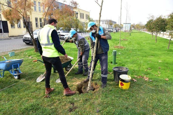 Yunusemre’de 35 bin metrekarelik alan yeşillendi G3