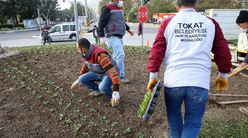 Tokat, kışa rengarenk hazırlanıyor
