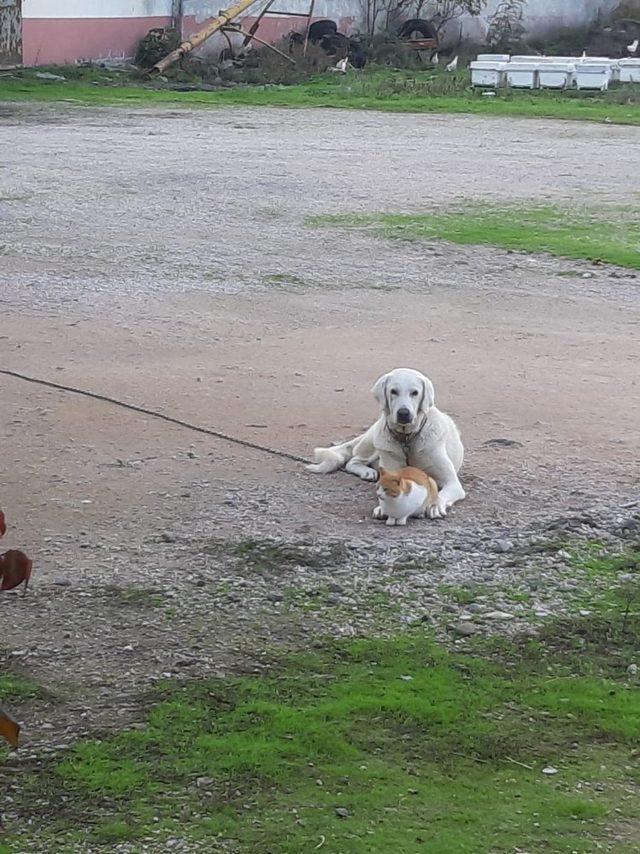 Manyas’ta kedi ile köpek dostluğu