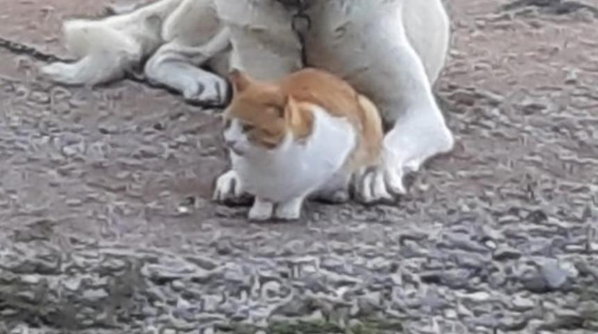 Manyas&rsquo;ta kedi ile k&ouml;pek dostluğu