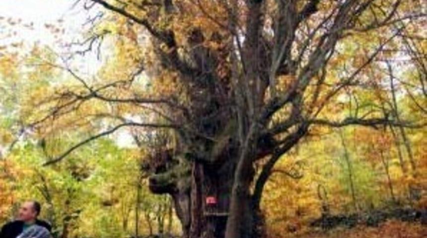 Çetin hava şartları bile zarar veremiyor! 4 asırlık ağaç yıllara meydan okuyor